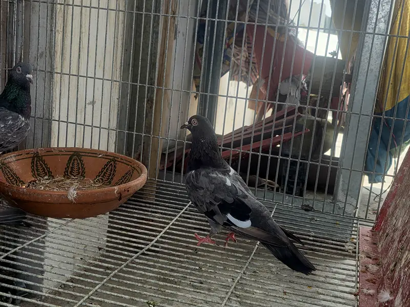 Breeder pair — photo 2