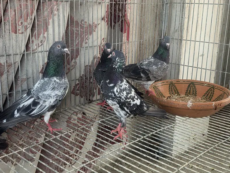 Breeder pair — photo 3