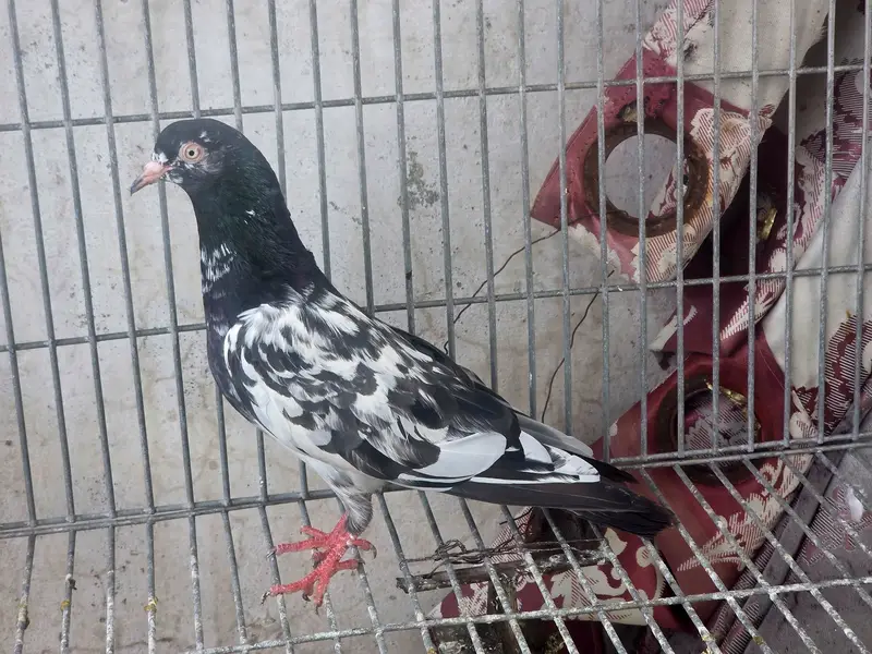 Breeder pair — photo 4