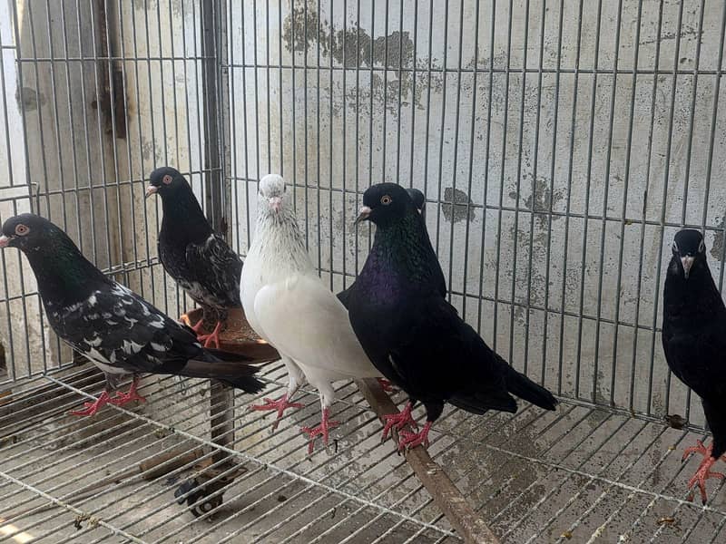 Breeder pair 4