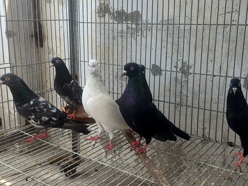 Breeder pair — photo 5