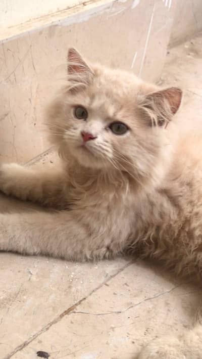 Persian cat pair for sale