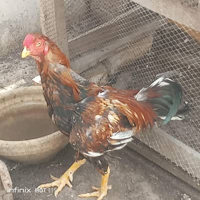 series log rabta karin