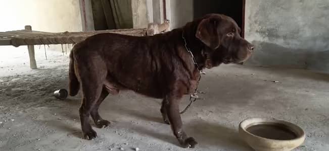 Labrador British 03099183138 watsap