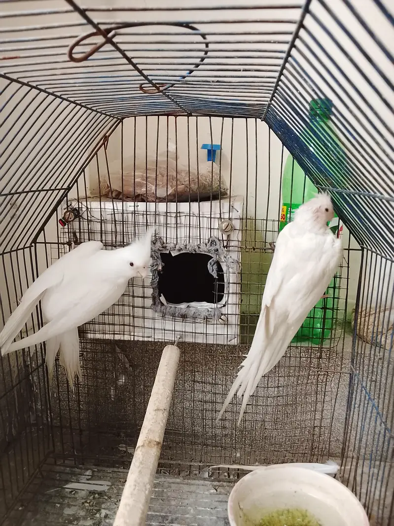 cocktail parrots for sale — photo 6