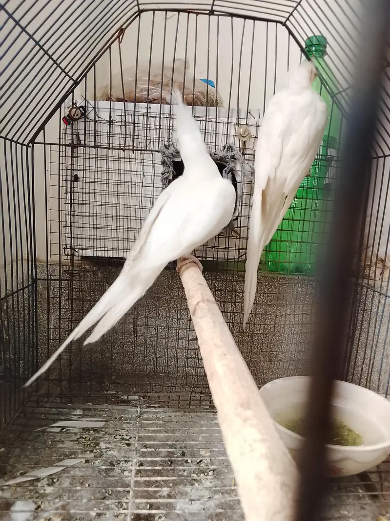 cocktail parrots for sale — photo 7