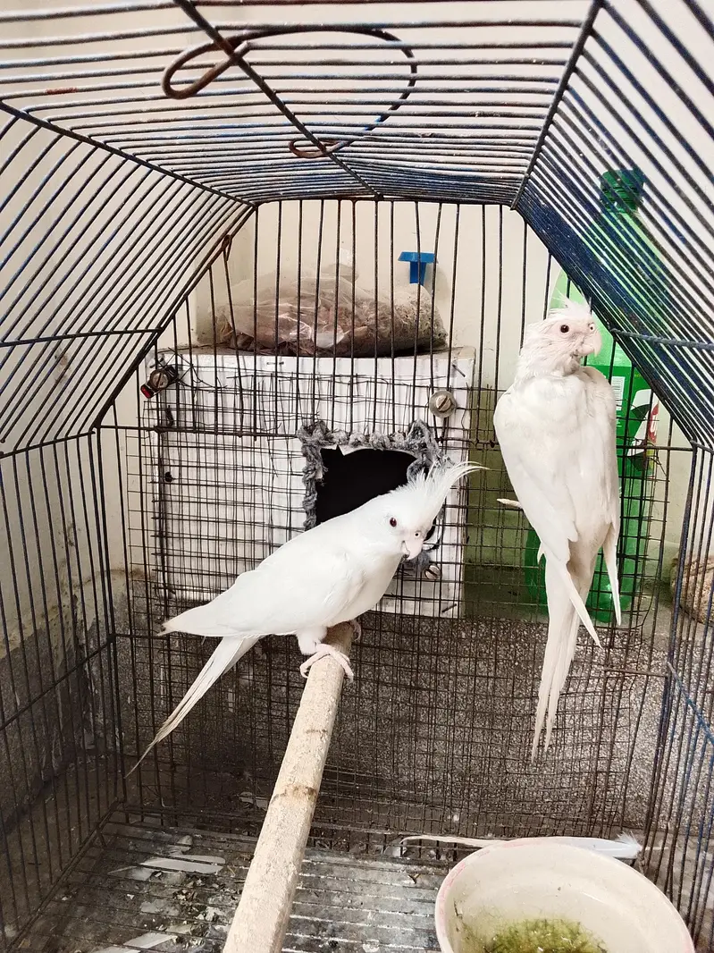 cocktail parrots for sale — photo 8