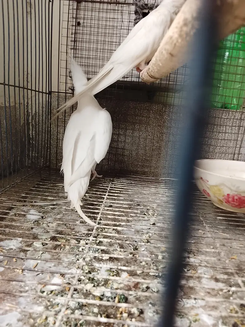 cocktail parrots for sale — photo 9