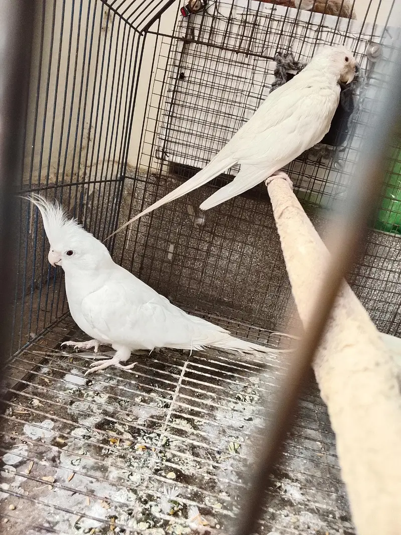 cocktail parrots for sale — photo 10