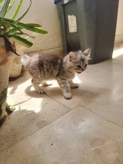 3 Healthy & Playful Kittens for Sale – Rs. 8,500 Each