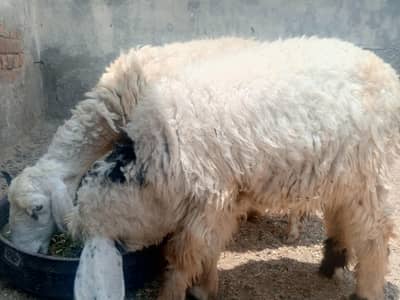 dood wali bakri for sale 45