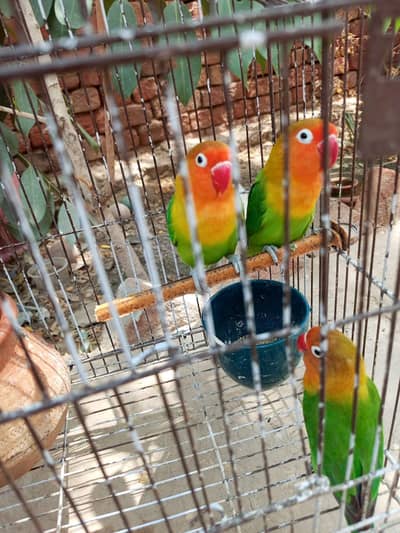 Urgent Sale – Healthy Pair of Fischer Lovebirds