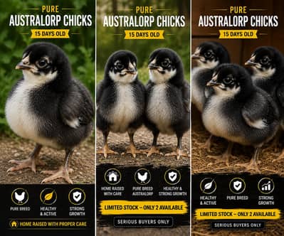 Pure Australorp Chicks – 15 Days Old