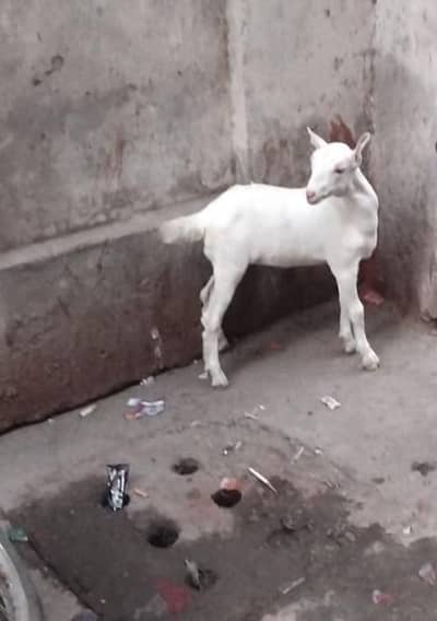 pure gulabi female teda