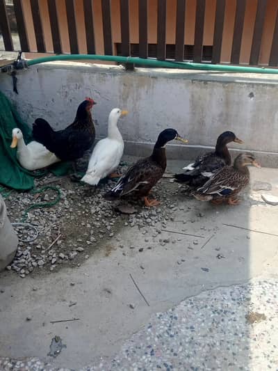 ducks for sale 5