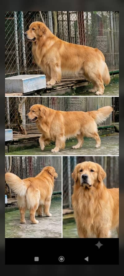 Imported Bloodline Golden Retriever Male for Stud only
