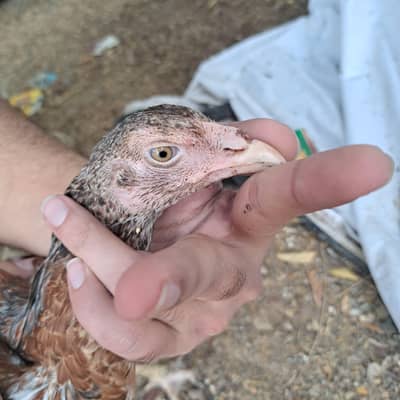 aseel female chick