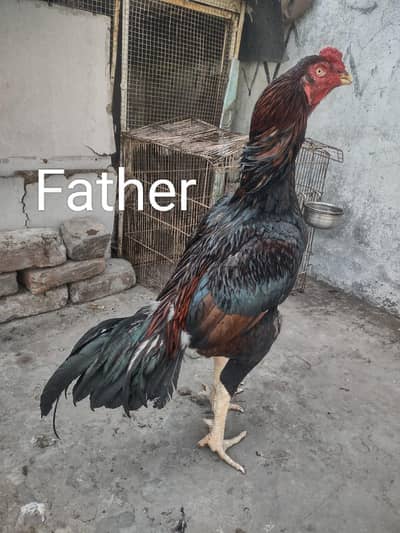 Aseel Chicks for sale