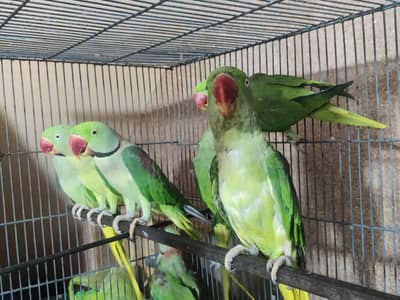 Raw parrot for sale