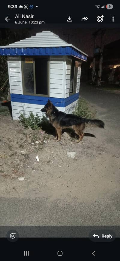 german shepherd fully trained n vaccinated