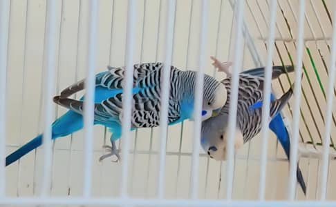 Budgies Breeder Pair 1000 Rs
