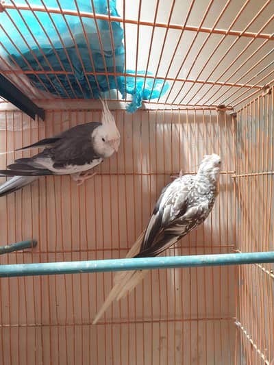 Cockatiel Pair for Sale – Urgent