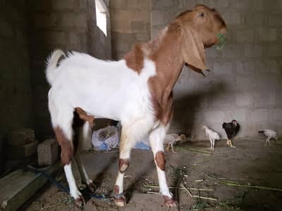breeder Bakra for sale