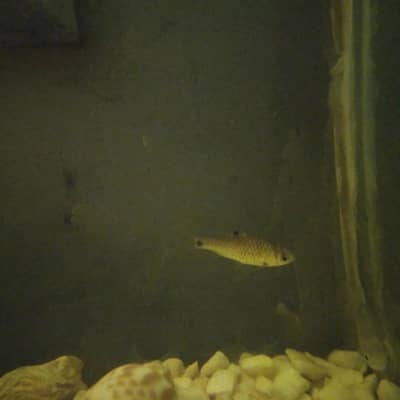 Rosy Barb