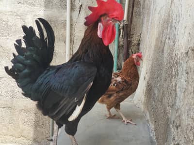 Desi Murga Rooster
