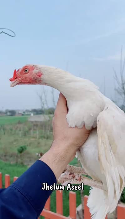 Paper white heera breeder madi available