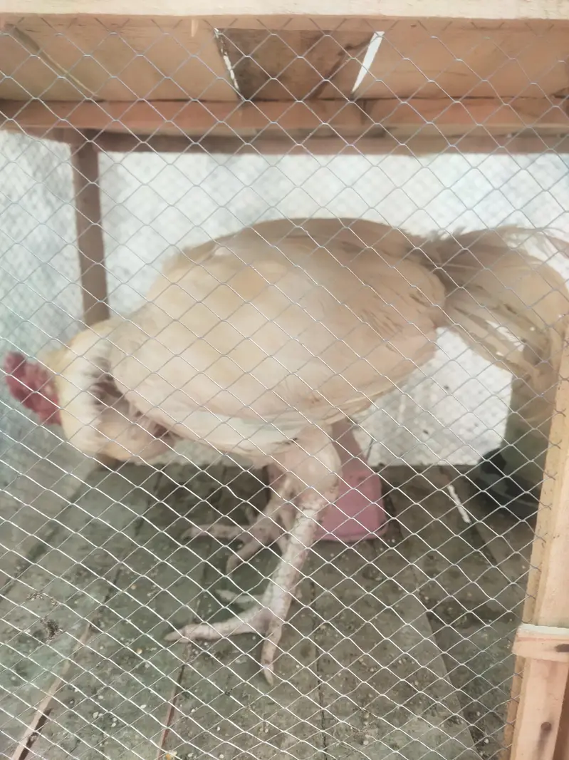 Heera murgahy k eggs available hain — photo 3