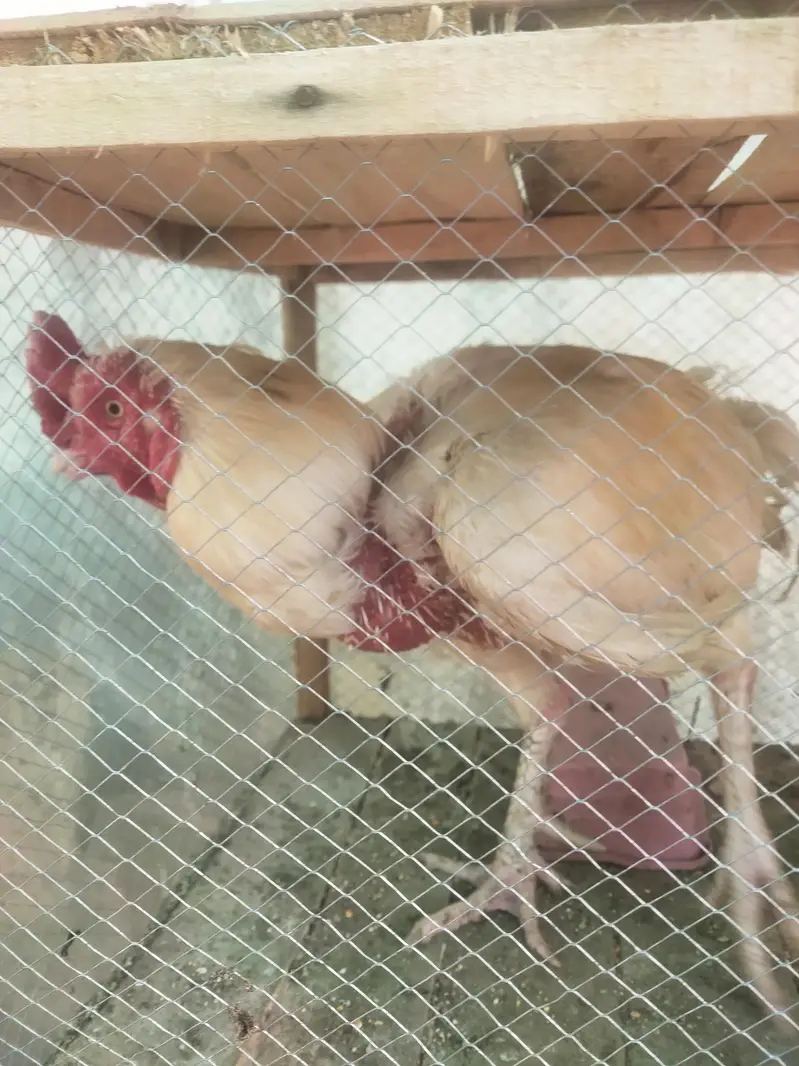 Heera murgahy k eggs available hain — photo 4