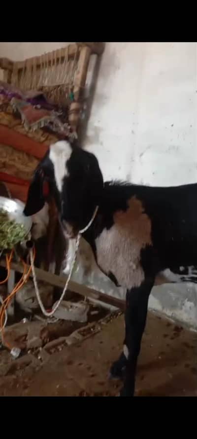 Bakri For Sale hy