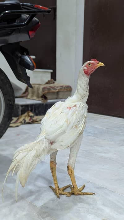 HEERA ASEEL MURGA