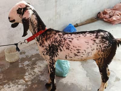 Makki cheena desi bakri for sale 0/3/1/5/2/8/2/2/7/2/2 is num pa call