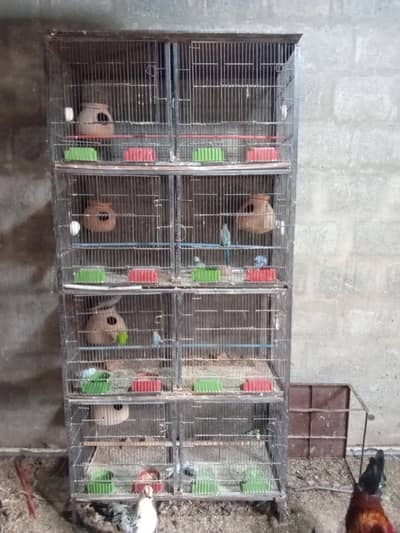 parrots cage