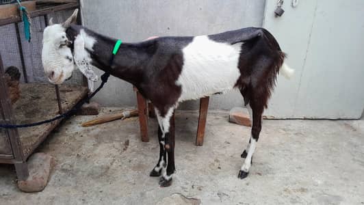 desi goat