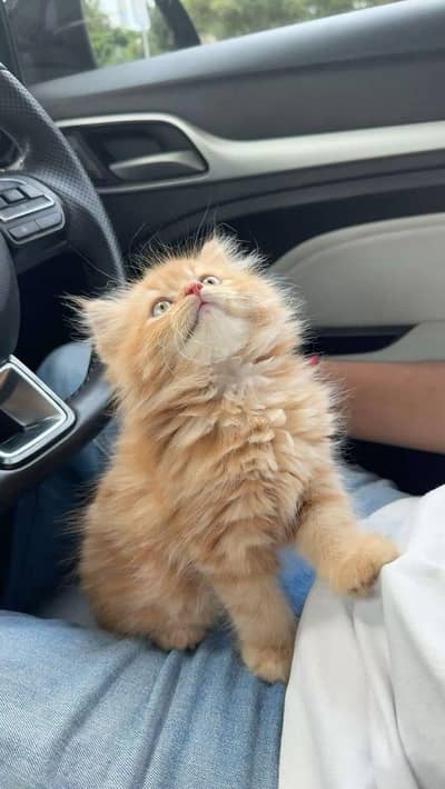 orange persian kitten