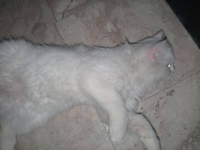 Turkish Angola Persian cat