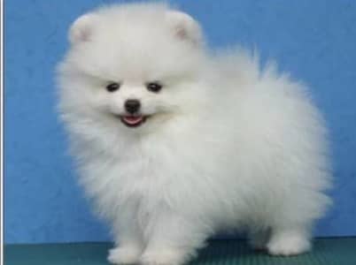 Pomeranian puppies 92@330*5406115