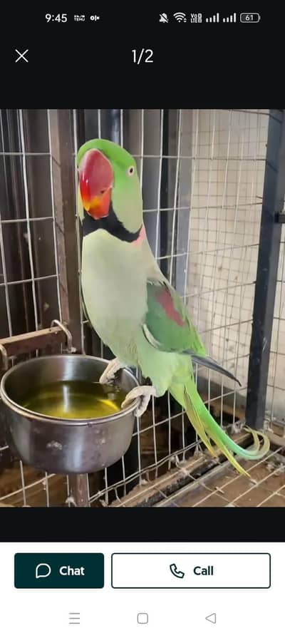 Kashmir Raw Parrot handtam