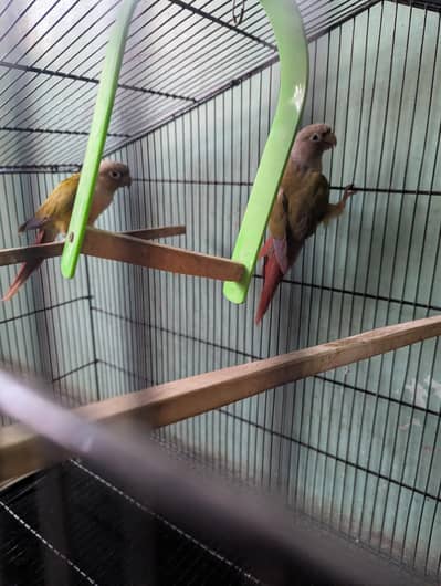 Pineapple Conure Pair for Sale