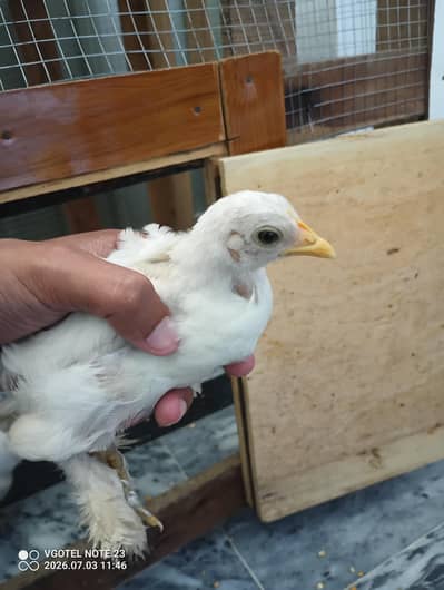Bantam Chicks for Sale