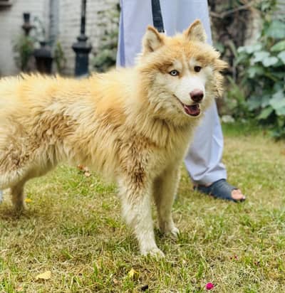 Male Siberian Husky odd eyes woolly coat  03051383016