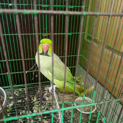 Raw parrot male Healthy