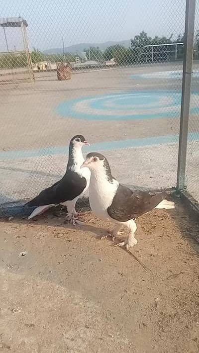 high flyer or. fancy pigeon
