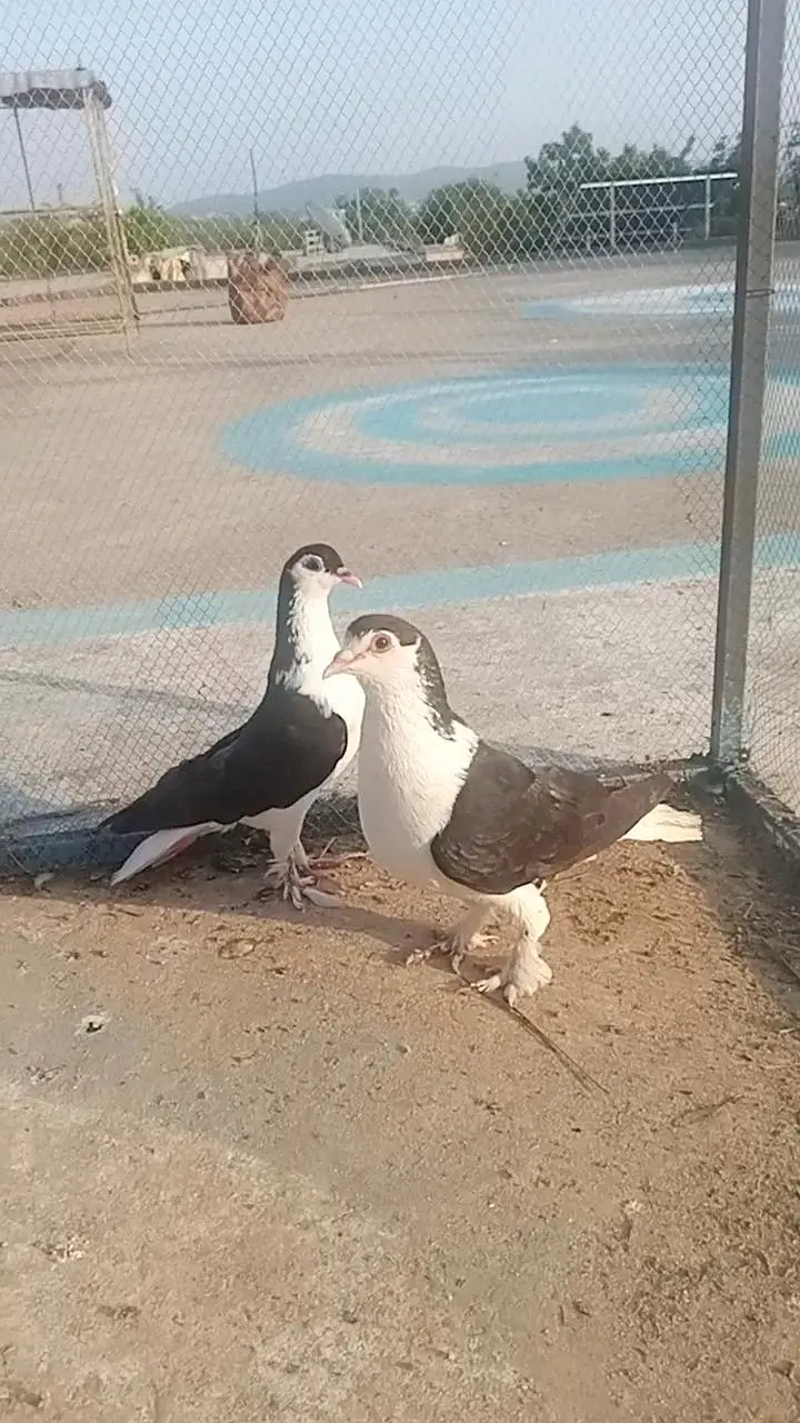 high flyer or. fancy pigeon