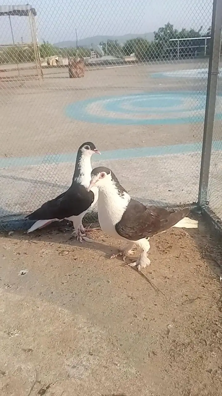 high flyer or. fancy pigeon — photo 2