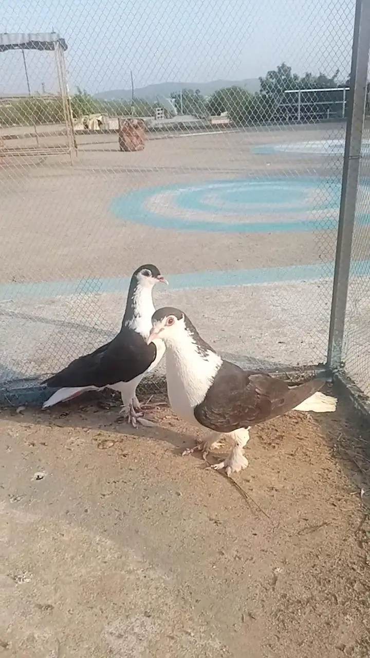 high flyer or. fancy pigeon — photo 3