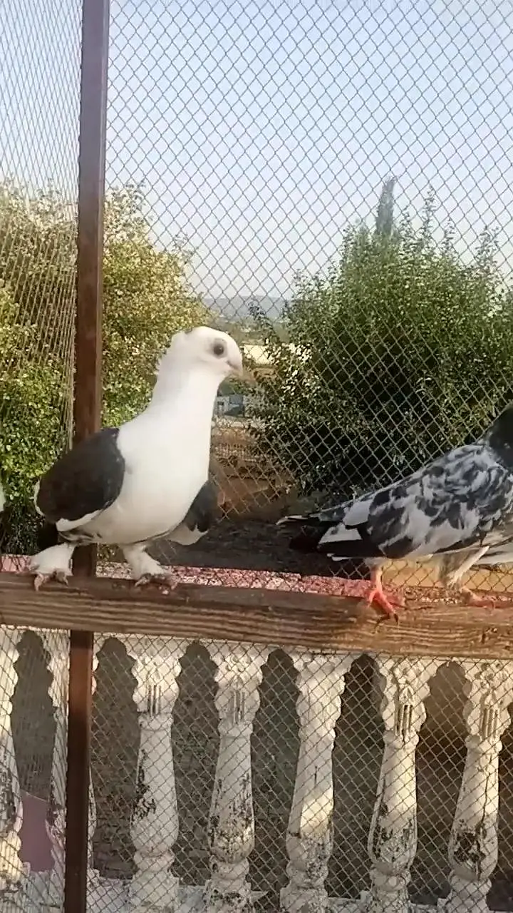 high flyer or. fancy pigeon — photo 4
